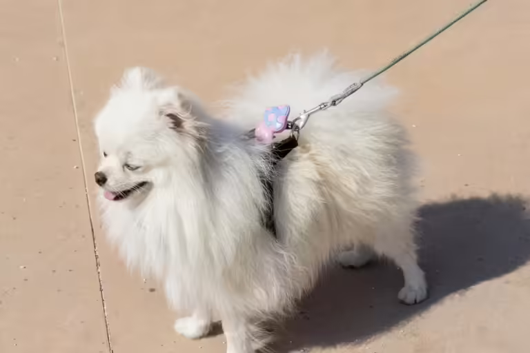 Pejote: profumatore versatile ideale per l’uso sul guinzaglio degli animali, offrendo freschezza durante le passeggiate con il tuo cane.